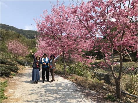 雲林賞櫻景點∥ 古坑草嶺 石壁風景區櫻花季 桃粉繽紛櫻花大道石壁社區櫻花美人谷環線九芎神木嘉南雲峰登山口 Windko 台韓遊趣