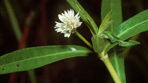 Alternanthera Philoxeroides