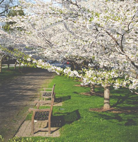 This atlanta allergy and asthma pollen count has a surprising peak 39