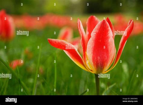 Tulpe High Resolution Stock Photography And Images Alamy