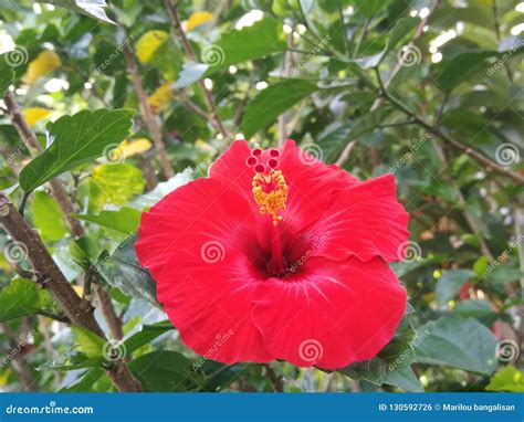 Red Gumamela flower stock photo. Image of full, flower - 130592726