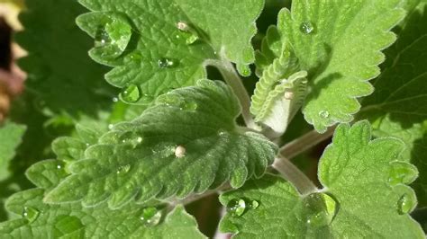 How To Grow Catnip From A Seed