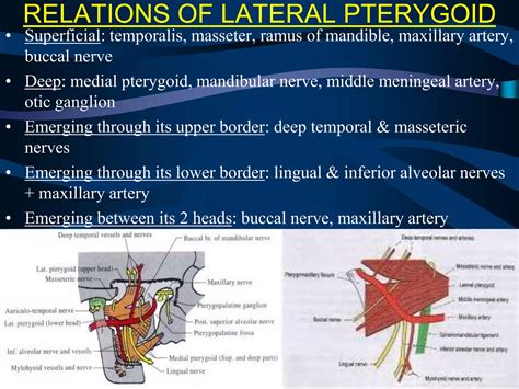 Surgical Anatomy Of Infratemporal Fossa By Dr Aditya Tiwari Ppt