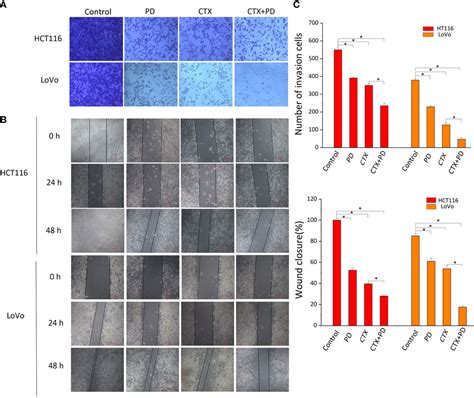 Frontiers Platycodin D Sensitizes KRAS Mutant Colorectal Cancer Cells