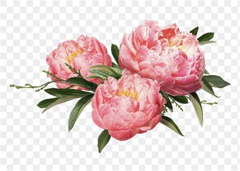 Png Pink Peonies Flower Sticker Botanical Design In Transparent