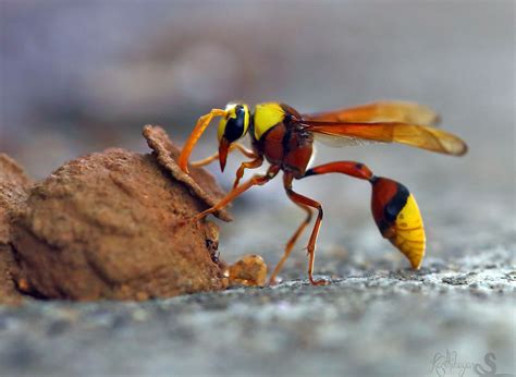 Yellow Potter Wasp