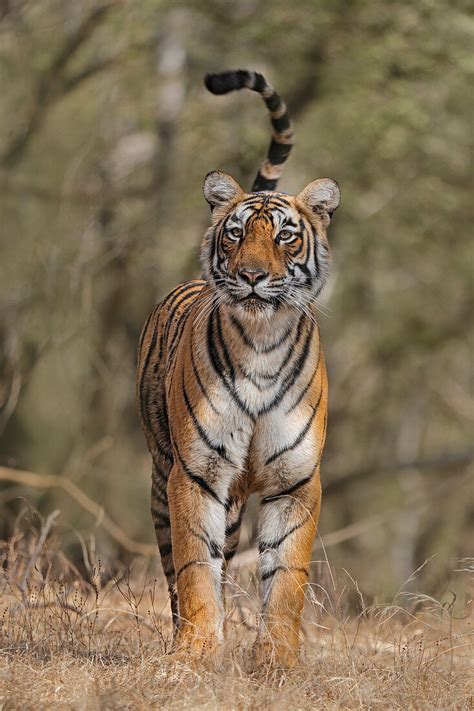 Bengal Tiger Panthera Tigris Tigress License Image 71326258