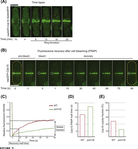 Figure 2 From Nuclear Displacement And Fluorescence Recovery After