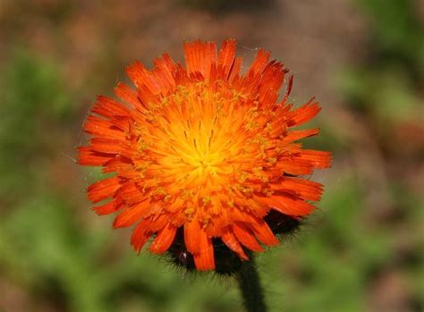 Épervière orangée informations Fleurs sauvage du Québec