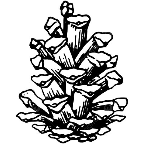 Pinecone Clipart Black And White