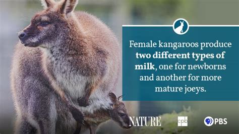 Kangaroo Fact Sheet Blog Nature Pbs