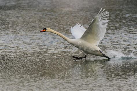 Mute Swan Portrait Cygnus Olor Close Up Stock Image Image Of Nature