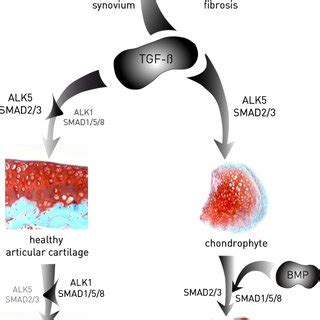 Transforming growth factor β TGF β plays a role in key Download