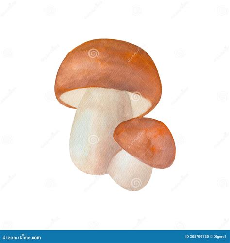 Watercolor Hand Drawn Boletus Edulis Mushroom Royalty Free Illustration