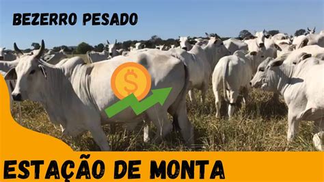 COMO FAZER ESTAÇÃO DE MONTA PARA GADO DE CORTE vaca boa desmama