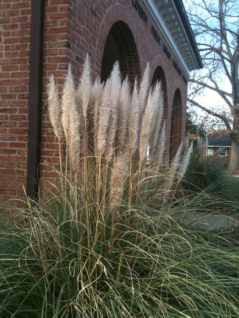 Dwarf Pampas Grass Pampas Grass Trees To Plant Cortaderia Selloana