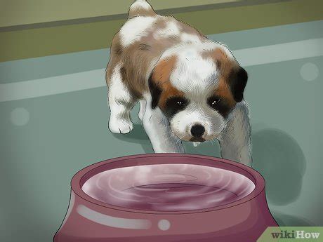 3 Ways to Take Care of Teacup Puppies - wikiHow