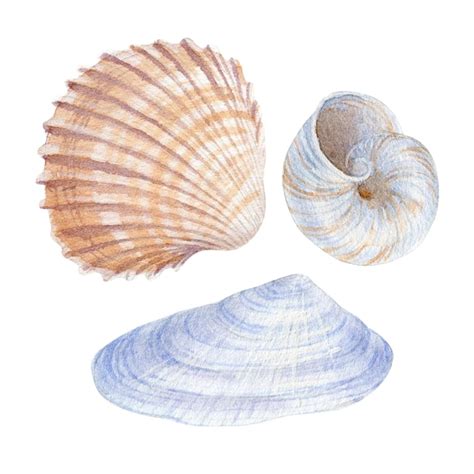 Ilustraci N Acuarela De Conchas Marinas Aisladas Sobre Fondo Blanco