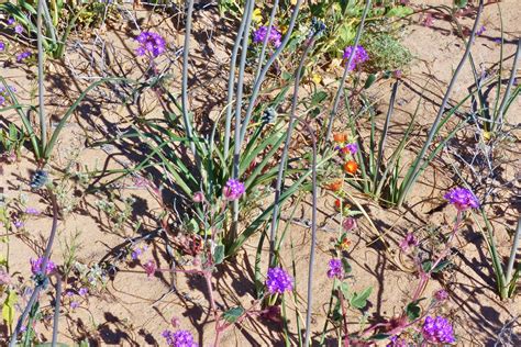 Blue sand lily, Triteleiopsis palmeri – Jan Emming