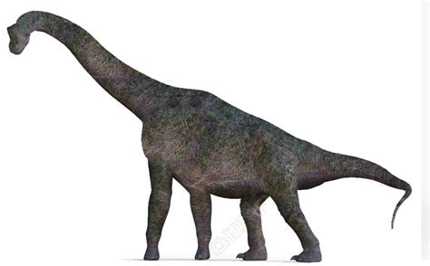 Brachiosaurus | Part of the Sauropod Family of Dinosaurs