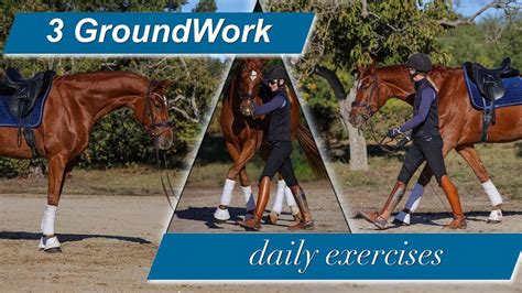 3 Groundwork Exercises for a relaxed and focused horse - Amelia Newcomb ...