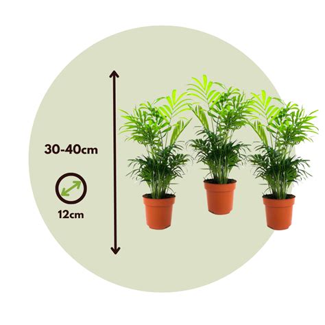 Chamaedorea Elegans Set De 3 Palmiers Nains Top 12cm Hauteur 30