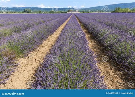 Lavender Field With Farmhouse Stock Image Image Of Field House 76389539