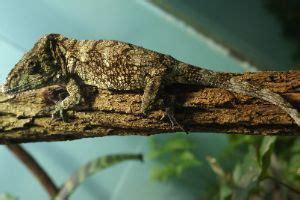 2024 Cuban False Chameleon Care Guide - SnakeTracks.com