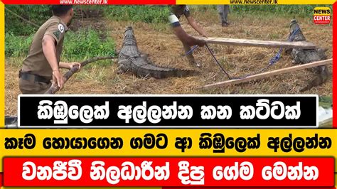 කිඹුලෙක් අල්ලන්න කන කට්ටක් කෑම හොයාගෙන ගමට ආ කිඹුලෙක් අල්ලන්න වනජීවී