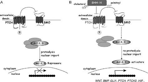 The SHH Signaling Pathway A In The Absence Of SHH PATCHED A12 Pass