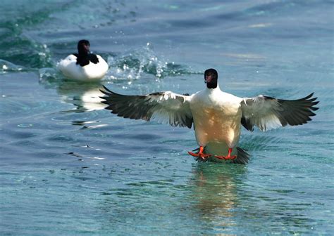 Harle Bi Vre Ou Grand Harle Gen Ve Common Merganser Flickr