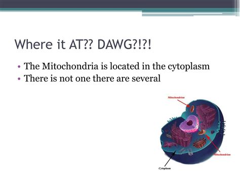 Ppt Mitochondria Powerpoint Presentation Free Download Id 2378723