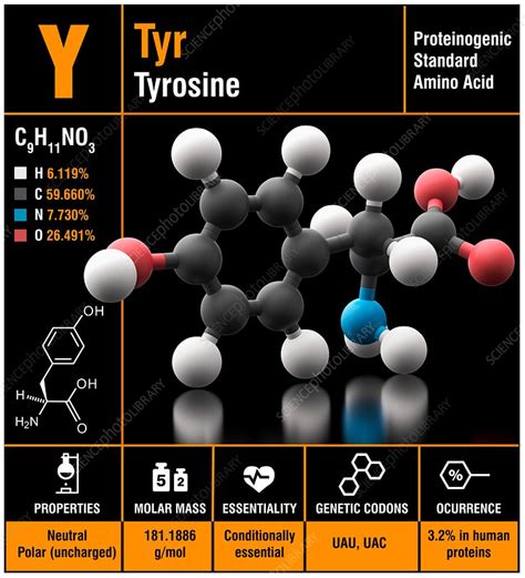 Tyrosine amino acid molecule - Stock Image - C030/0701 - Science Photo ...