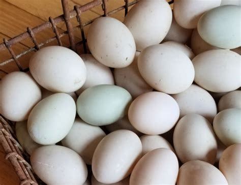 What Color Eggs Do Ducks Lay Fresh Eggs Daily® With Lisa Steele