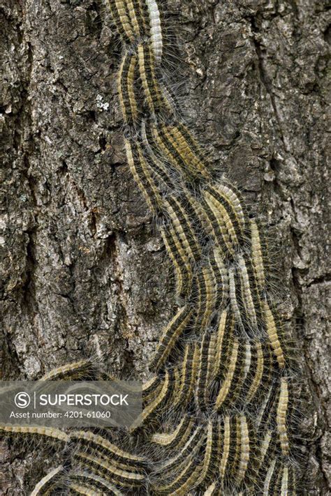 Oak Processionary Moth Thaumetopoea Processionea Caterpillars On Oak