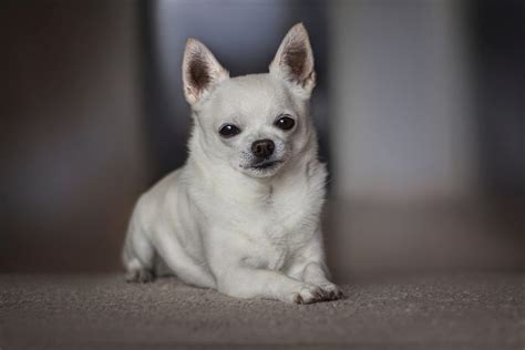 White Chihuahua: An Angel Among All Chihuahuas