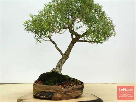 Мелалеука (Melaleuca) — описание, выращивание, фото | на LePlants.ru