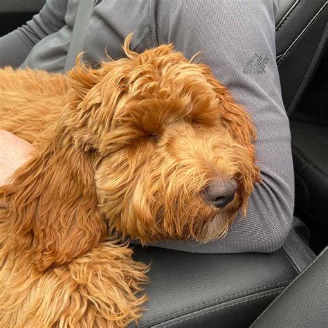 Why Do Dogs Sleep So Much?