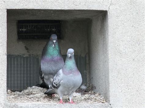 Comment Se D Barrasser Des Pigeons Et Les Emp Cher De Se Poser Sur Les