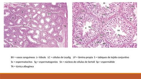 Histolog A Del Aparato Genital Masculino Pptx