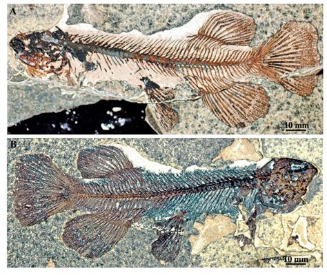 Foulden Maar Early Miocene Galaxias Effusus Lee Mcdowall And Lindqvist