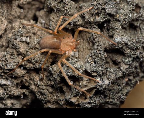 Mediterranean Recluse Spider Violin Spider Loxosceles Rufescens Brown Recluse Spider In Its