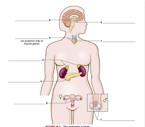 Chapter 18 Endocrine System Diagram Quizlet