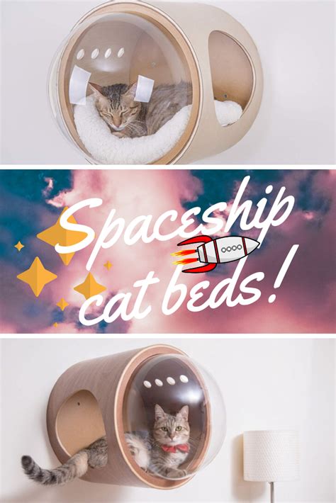 There Are A Lot Of Cool And Weird Cat Beds Out There There’s Something For Everyone And Now