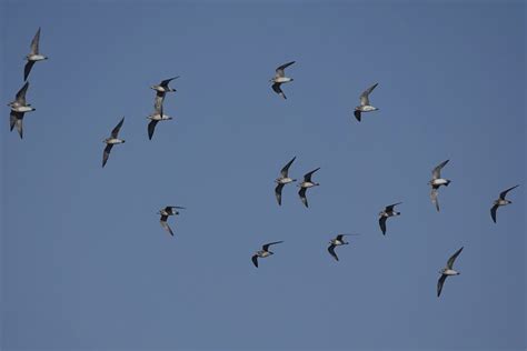 American Golden Plovers In Flight Bostwick Sod Farm Flickr