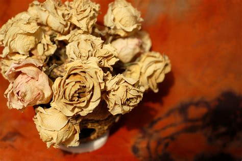 Dried Roses Free Stock Photo Public Domain Pictures