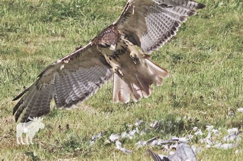 What Does A Hawk Eat — Forest Wildlife