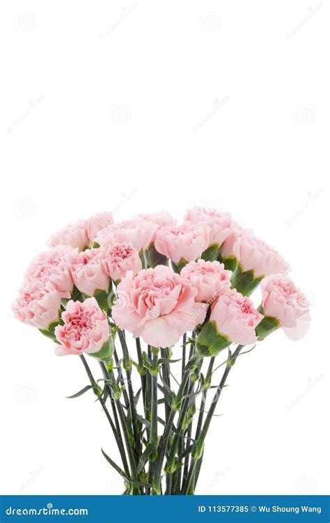 Mother`s Day Carnations Pink Carnations Stock Image Image Of Green