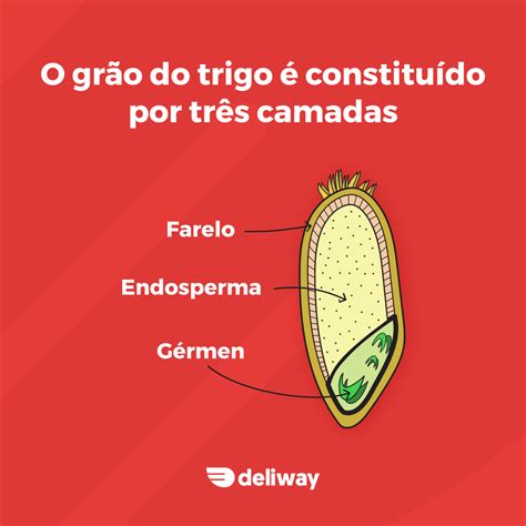 Nesse Contexto A Qualidade Nutricional Do Grão De Trigo EDUKITA