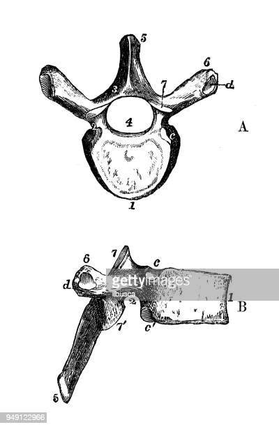 828 Vertebra Stock Photos High Res Pictures And Images Getty Images